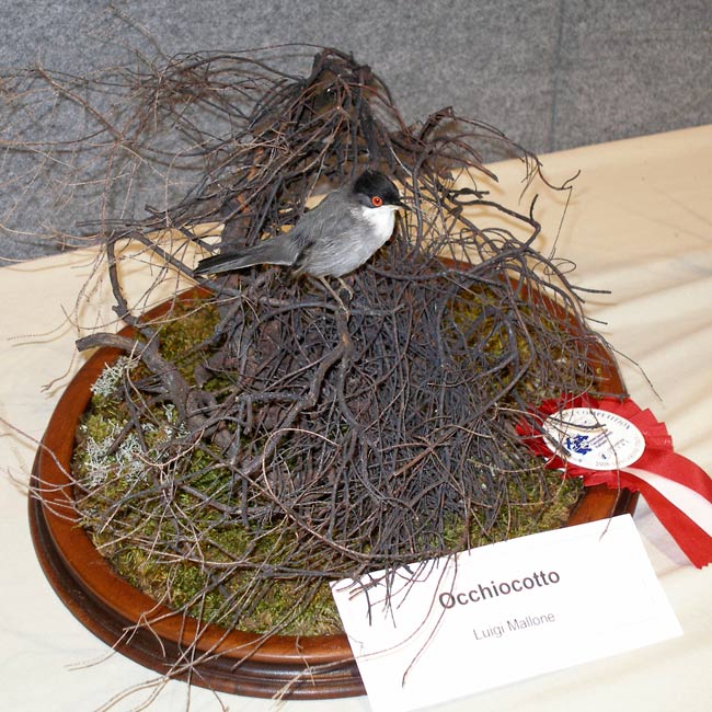 2008-occhiocotto
